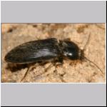 Dicronychus cinereus - Schnellkaefer 03 9mm.jpg